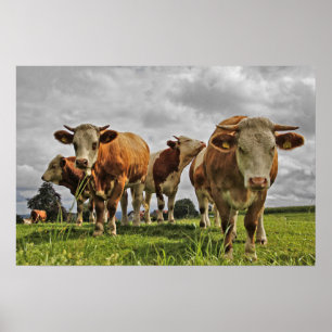 Poster Un troupeau de vaches amusant dans le pâturage
