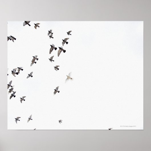 Poster Un troupeau d'oiseaux vole vers le ciel (Devant)