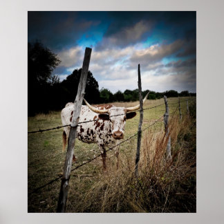 Poster Un vrai Texas Longhorn