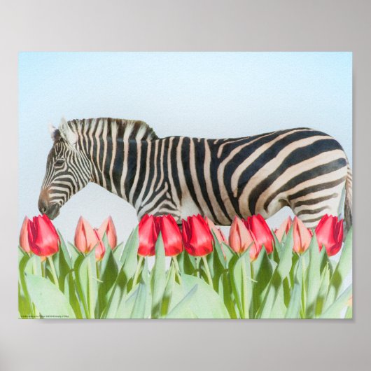 Poster Un zèbre parmi les tulipes (Devant)