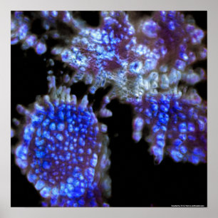 Poster Under the Microscope Art Print