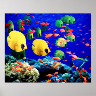 Poster Underwater Sea Coral & Tropical Fish