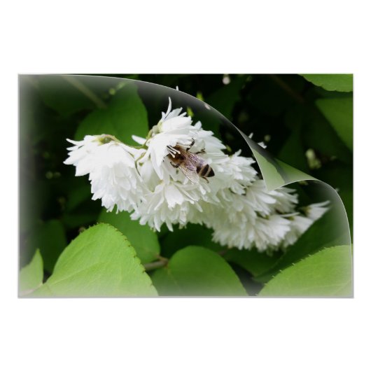 Poster Une abeille sur une page (Devant)