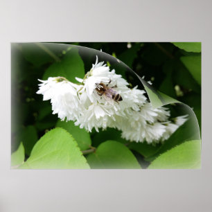 Poster Une abeille sur une page
