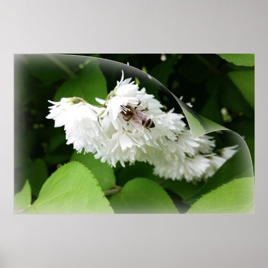 Poster Une abeille sur une page (Devant)