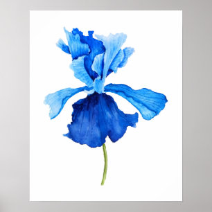 Poster une aquarelle iris bleue