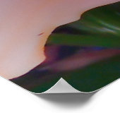 Poster Une Belle Lys Orange (Coin)