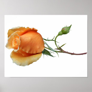 Poster Une bouture de rose unique