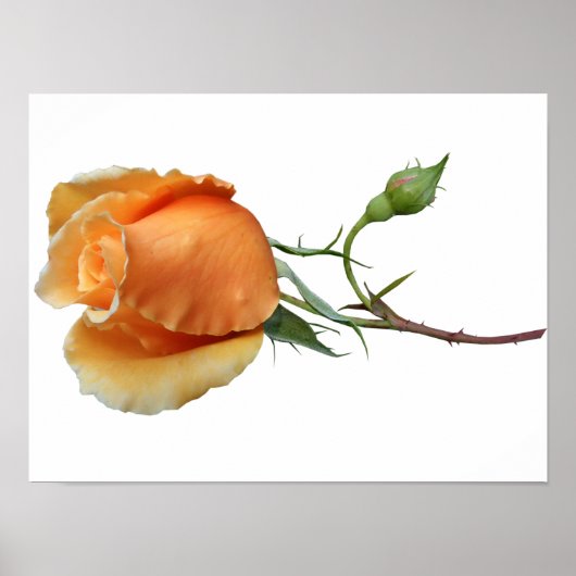 Poster Une bouture de rose unique (Devant)