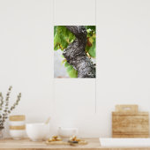 Poster Une branche d'une vigne très ancienne avec des gri (Cuisine)