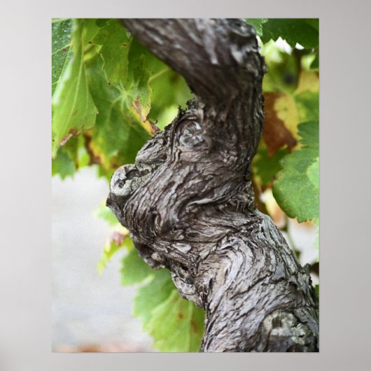 Poster Une branche d'une vigne très ancienne avec des gri (Devant)