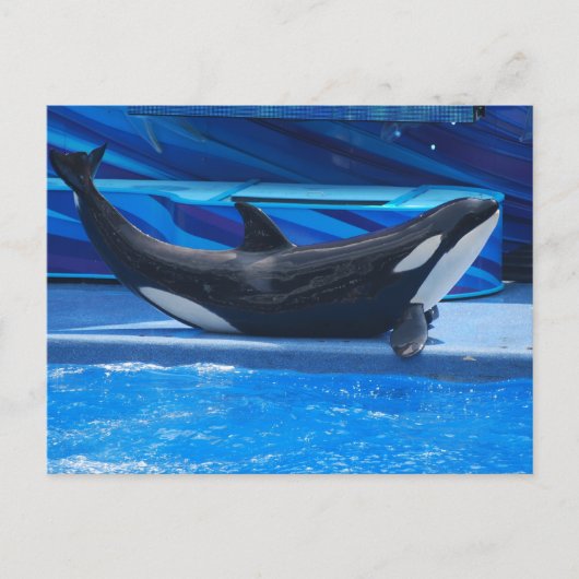 Poster une carte postale Orca (Devant)