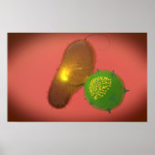 Poster Une Cellule Tueuse Naturelle Injecte La Toxine (Devant)