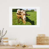 Poster Une chèvre - imprimé encadré (Cuisine)