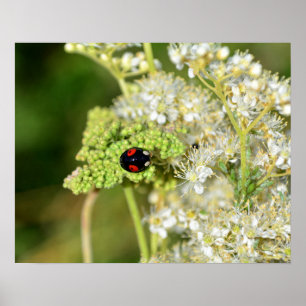 Poster Une coccinelle noire avec des taches rouges 