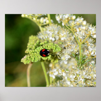Poster Une coccinelle noire avec des taches rouges