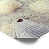Poster Une Collection De Coquillages (Coin)