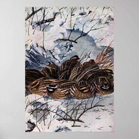 Poster Une couverture de Bobwhites (Devant)