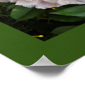 Poster Une délicate pivoine blanche (Coin)