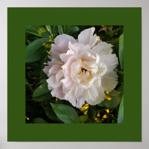 Poster Une délicate pivoine blanche
