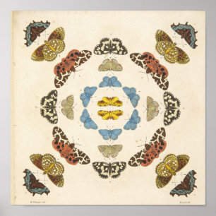 Poster Une description rare des papillons et des mites