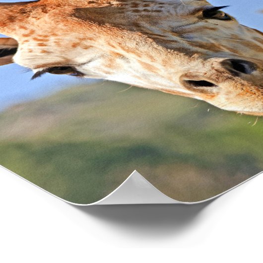 Poster Une douce girafe face à un ciel bleu (Coin)