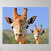 Poster Une douce girafe face à un ciel bleu (Devant)
