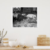 Poster Une femme botte nourrit une antilope. (Cuisine)