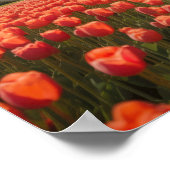 Poster Une fille dans un champ de tulipe (Coin)