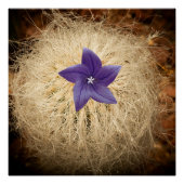 Poster Une fleur (Devant)