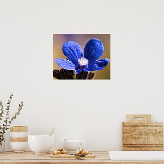 Poster Une fleur bleue (Cuisine)