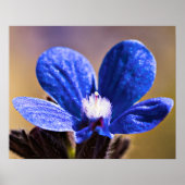 Poster Une fleur bleue (Devant)