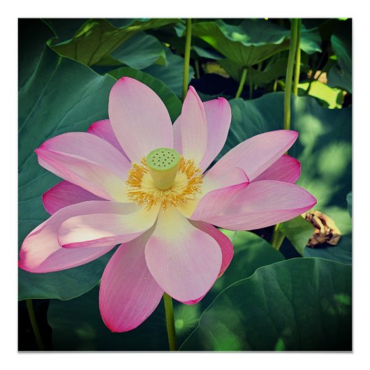 Poster Une fleur de lotus vibrante (Devant)