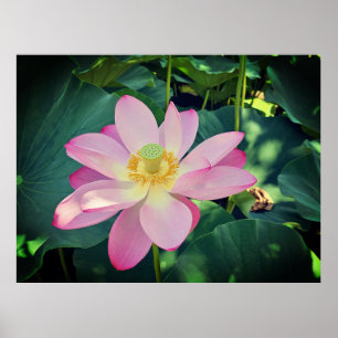 Poster Une fleur de lotus vibrante