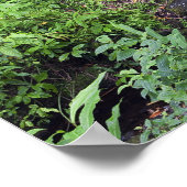 Poster Une forêt tropicale comprend des fougères, un ruis (Coin)