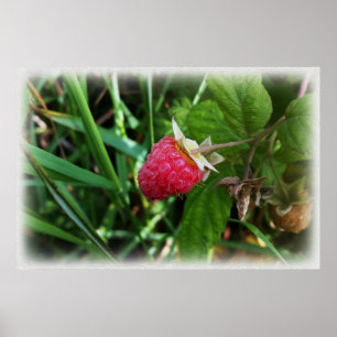 Poster Une framboise mûre