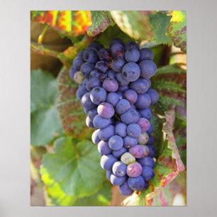 Poster Une grappe de raisins Pinot Noir dans un Chamberti