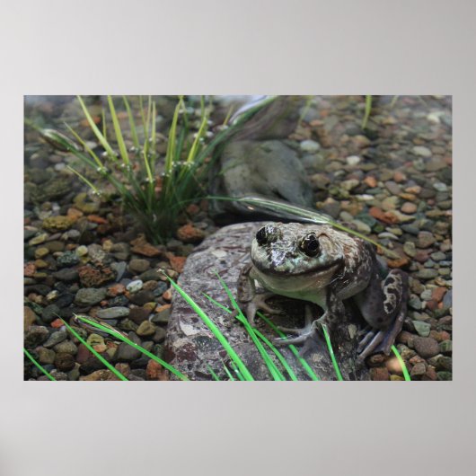 Poster Une grenouille heureuse (Devant)