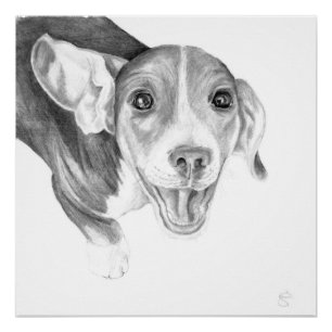 Poster Une histoire à raconter, un chiot beagle