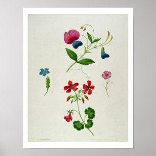 Poster Une illustration 'd'un nouveau traité sur la fleur