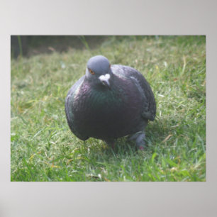 Poster une impression de pigeon