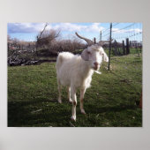 Poster Une jeune chèvre (Devant)