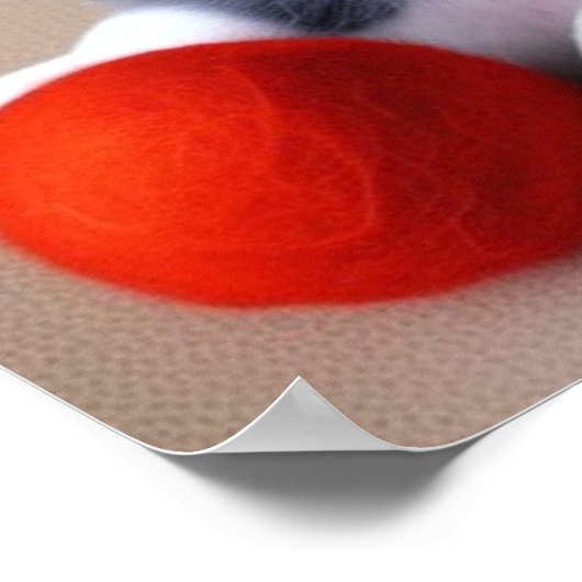 Poster Une jolie chiot Husky (Coin)