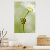 Poster Une jolie grenouille (Cuisine)