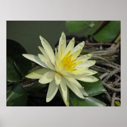 Poster Une journée à l'étang (Devant)