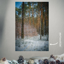 Une journée ensoleillée en hiver dans la pinède