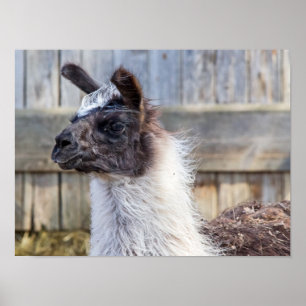 Poster Une joyeuse Llama