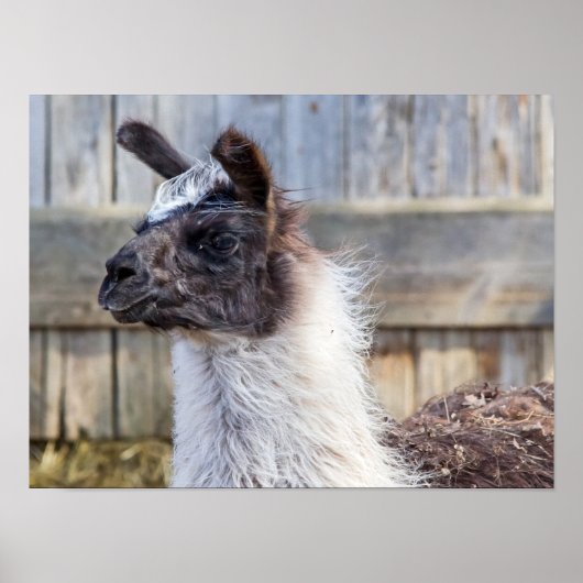 Poster Une joyeuse Llama (Devant)