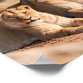 Poster Une lionne avec son petit (Coin)