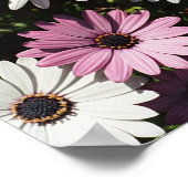 Poster Une marguerite rose solitaire (Coin)